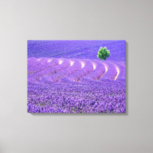 Lienzo Árbol solitario en campo de lavanda, Francia