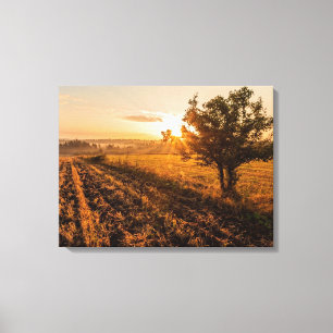 Lienzo Árbol solitario en el campo de niebla en amanecer
