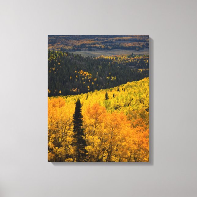 Lienzo Árboles de Aspen (Populus Tremuloides) y Coníferas (Anverso)