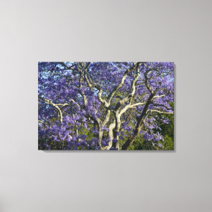 Lienzo Árboles de jacaranda en flor en New Farm Park,