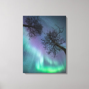 Lienzo Árboles de luces del norte Noruega