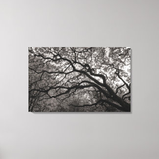 Lienzo Árboles de magnolia en flor 01