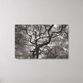 Lienzo Árboles de magnolia en flor 03