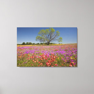 Lienzo Árboles de mezquite de primavera creciendo en flor