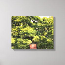 Lienzo Árboles de pino de 300 años