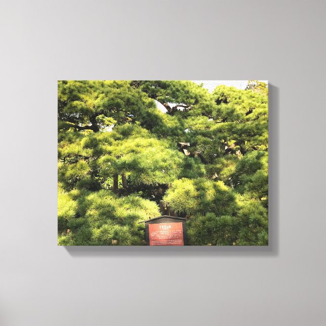 Lienzo Árboles de pino de 300 años (Anverso)