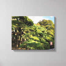 Árboles de pino de 300 años