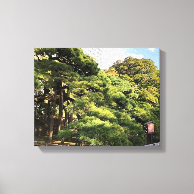 Lienzo Árboles de pino de 300 años (Anverso)