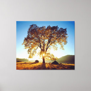 Lienzo Árboles de roble negro  Bosque Nacional Cleveland