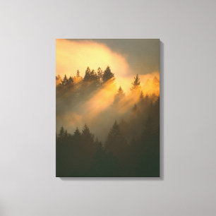 Lienzo Árboles de secuoya en niebla costera, Condado de M