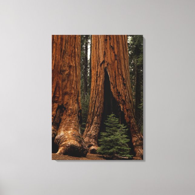 Lienzo Árboles de Secuoya, Parque Nacional Sequoia. (Anverso)
