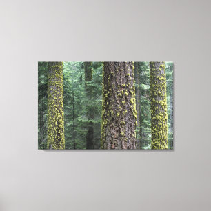 Lienzo Árboles de Sequoia gigantes en el bosque, Sequoia