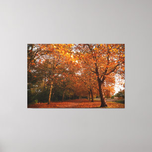Lienzo Árboles hermosos de otoño