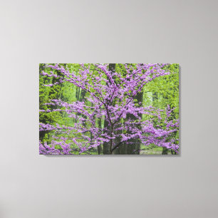 Lienzo Árboles Redbud en plena floración primaveral cerca