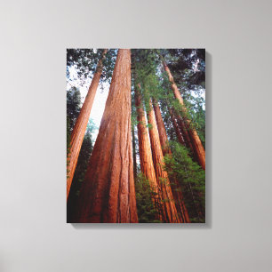 Lienzo Árboles secuosianos de secuoya de crecimiento ant