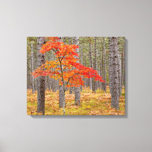 Lienzo Arce con colores de otoño