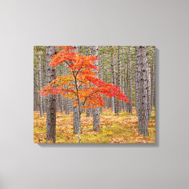 Lienzo Arce con colores de otoño (Anverso)