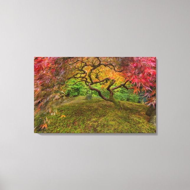 Lienzo Arce japonés en color de otoño (Anverso)