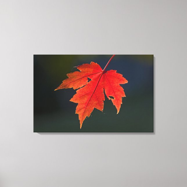 Lienzo Arce rojo Acer rubrum) hoja roja en otoño, (Anverso)