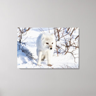 Lienzo Arctic Fox , Área de Manejo de Vida Silvestre de C
