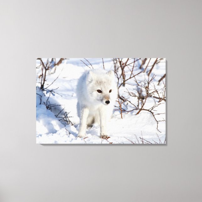 Lienzo Arctic Fox , Área de Manejo de Vida Silvestre de C (Anverso)
