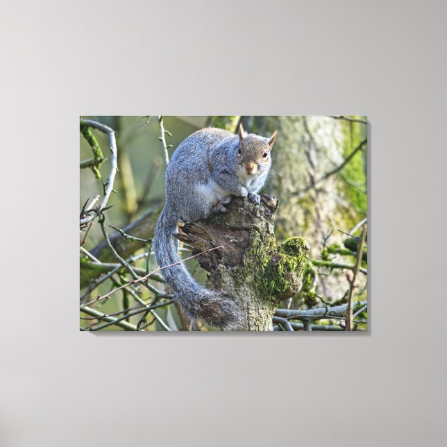 Lienzo Ardilla (Anverso)