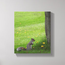 Lienzo Ardilla Adorable en la hierba