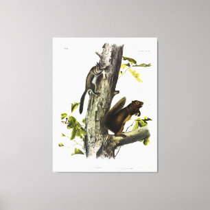 Lienzo ardilla de Fremont, ardilla de sooty, por Audubon