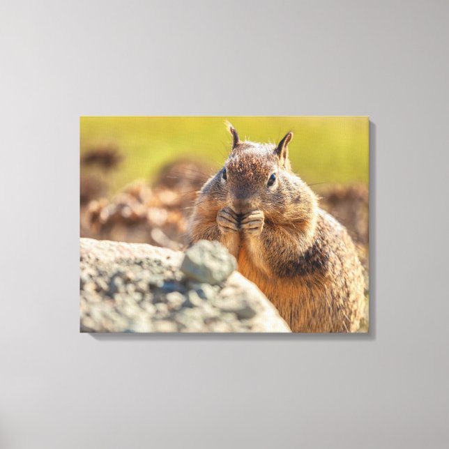 Lienzo Ardilla de tierra (Anverso)