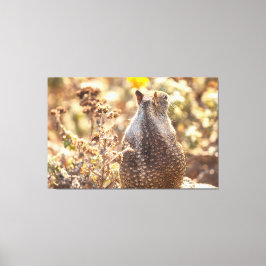 Lienzo Ardilla de tierra