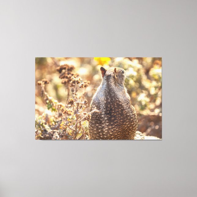 Lienzo Ardilla de tierra (Anverso)