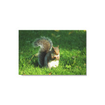 Ardilla gris, Parque Bute, Cardiff