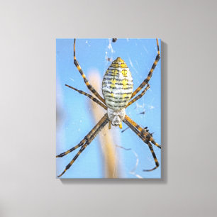 Lienzo Argiope trifasciata - Araña tigre