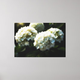 Lienzo *~* Art White Hydrangea TV2 Streaming Canvas Print