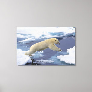 Lienzo Ártico, Svalbard, Oso polar extendiéndose