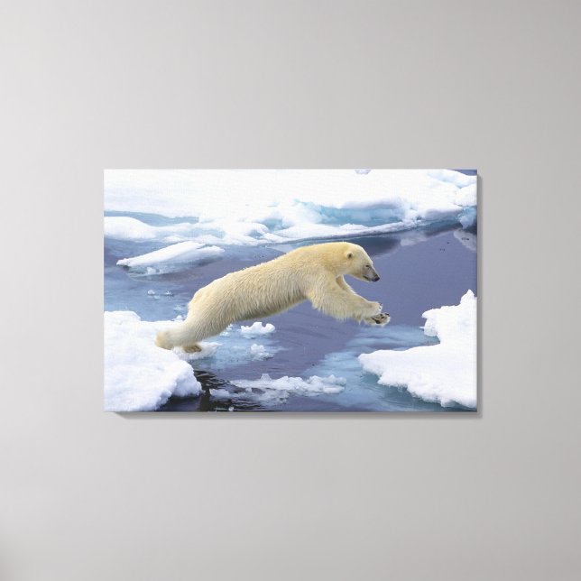 Lienzo Ártico, Svalbard, Oso polar extendiéndose (Anverso)