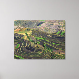 Lienzo Asia, China, Yunnan, Honghe. Terrazas de arroz cer