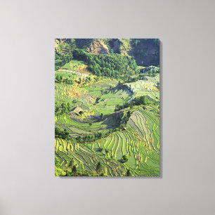 Lienzo Asia, China, Yunnan, Yuanyang. Patrón verde