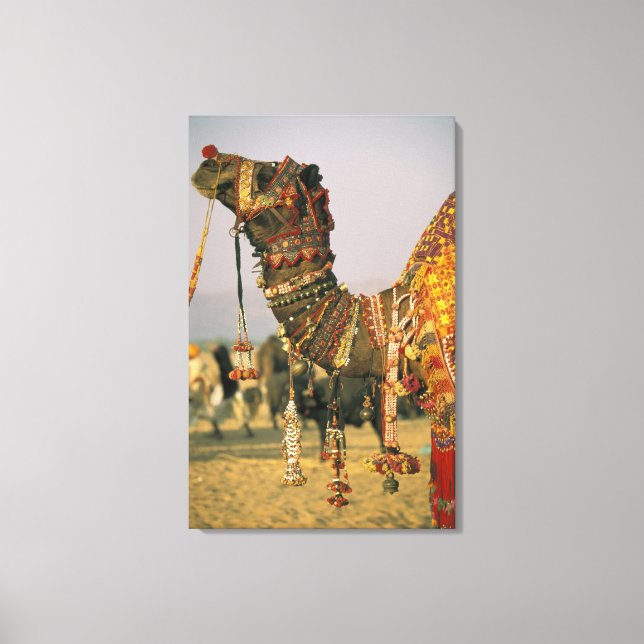 Lienzo Asia, India, Pushkar. Camello Shamu , Pushkar (Anverso)