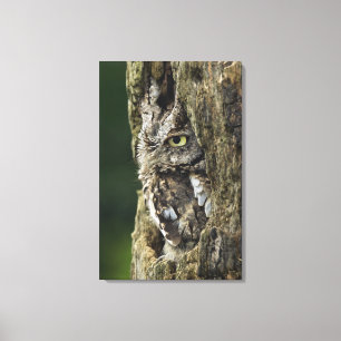Lienzo Asio del este del Otus del búho de chillido (fase