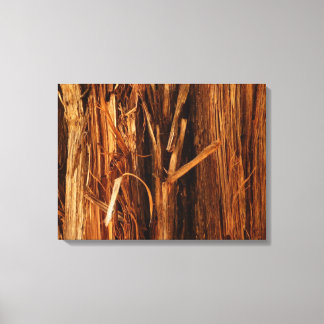 Lienzo Aspecto de la corteza de madera con textura de ced