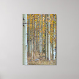 Lienzo Aspen Grove en otoño