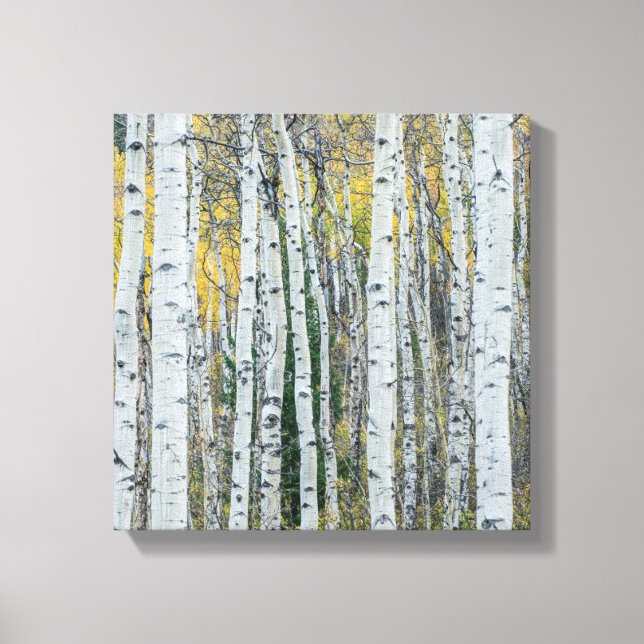 Lienzo Aspen Tree Trunks | Aspen, Colorado (Anverso)