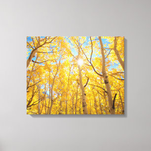 Lienzo Aspen Trees Sierra Nevada Mountains, CA