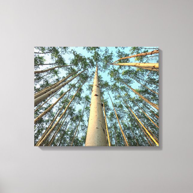 Lienzo Aspen Trunks And Leaves, Yukón (Anverso)