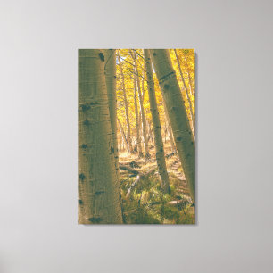 Lienzo Aspens otoñales