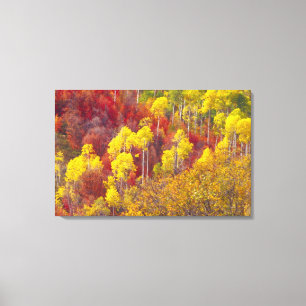 Lienzo Aspirantes coloridos en Logan Canyon Utah en el