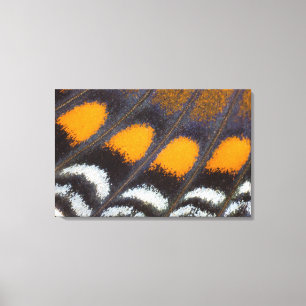 Lienzo Astyanax norteamericano masculino del Limenitis