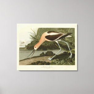 Lienzo Ataque estadounidense de los pájaros de América de