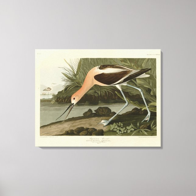 Lienzo Ataque estadounidense de los pájaros de América de (Anverso)